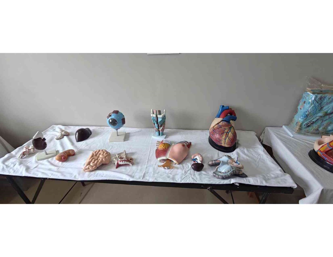 Laboratory Body Parts Study